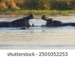 Hippopotamus in the Okavanga Delta in Botswana. An aggressive hippo bull shows dominant behaviour