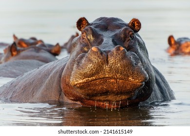 Hippopotamus in the Okavanga Delta in Botswana. An aggressive hippo bull shows dominant behaviour.                      