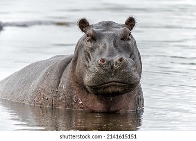 Hippopotamus in the Okavanga Delta in Botswana. An aggressive hippo bull shows dominant behaviour.                      