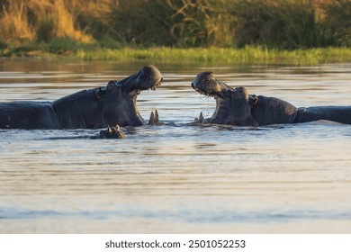 Hippopotamus in the Okavanga Delta in Botswana. An aggressive hippo bull shows dominant behaviour - Powered by Shutterstock