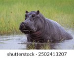 Hippopotamus in the Okavango Delta in Botswana. An aggressive hippo bull shows dominant behaviour.       