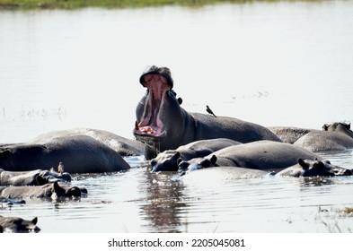 Hippopotamus In Okavango River Botswana