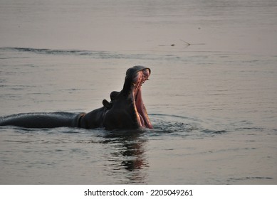 Hippopotamus In Okavango River Botswana