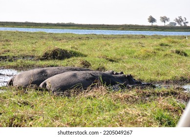 Hippopotamus In Okavango River Botswana