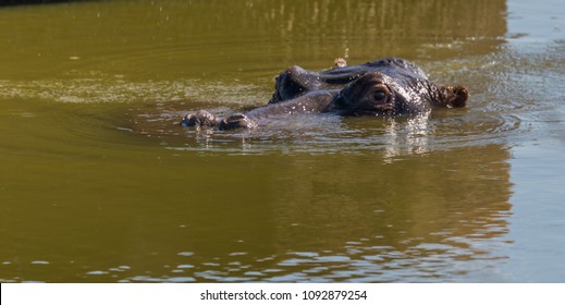 Hippopotamus peeping above water