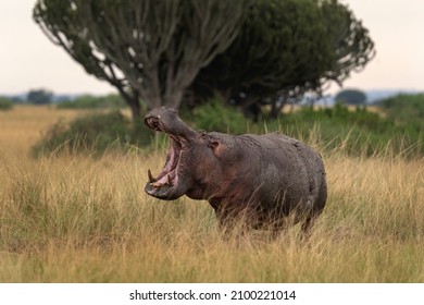 Hippopotamus in Queen Elizabeth National Park. Wildlife in Uganda. Safaris in Africa. Hippo near Rwenzori mountains. 