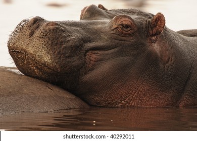 Hippopotamus resting in the early morning light in Lake Manyara in Lake Mayara National Park, Tanzania.