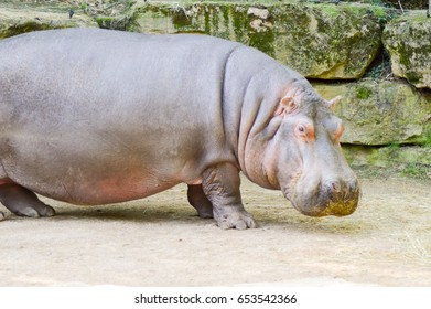 Hippopotamus Seen Close Animal Park France Stock Photo 653542366 ...