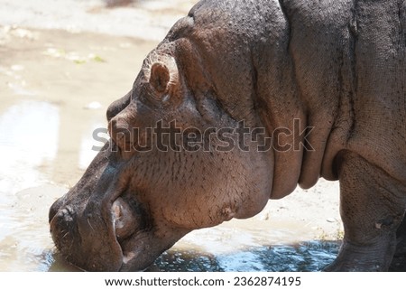 hippopotamus, also shortened to hippo, further qualified as the common hippopotamus, Nile hippopotamus, or river hippopotamus, is a large semiaquatic mammal native to sub-Saharan Africa. 