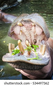 Hippopotamus showing mouth and teeth. - Shutterstock ID 534497362