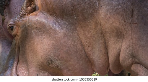 Hippopotamus Showing Secretion Of Sun Screen Liquid From Sweat Glands Resembling Blood.
