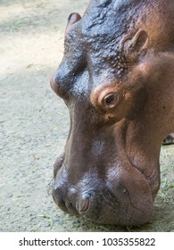 Hippopotamus Showing Secretion Of Sun Screen Liquid From Sweat Glands Resembling Blood.
