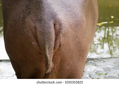 Hippopotamus Showing Secretion Of Sun Screen Liquid From Sweat Glands Resembling Blood.