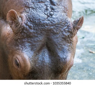 Hippopotamus Showing Secretion Of Sun Screen Liquid From Sweat Glands Resembling Blood.
