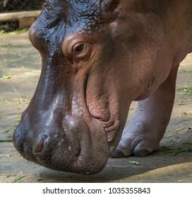 Hippopotamus Showing Secretion Of Sun Screen Liquid From Sweat Glands Resembling Blood.
