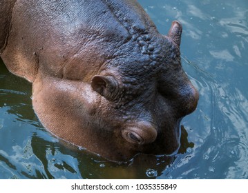 Hippopotamus Showing Secretion Of Sun Screen Liquid From Sweat Glands Resembling Blood.
