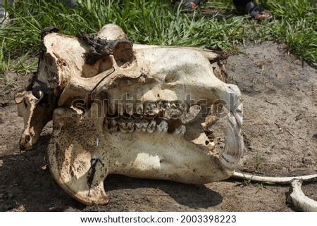 Hippopotamus skull, Okavango Delta, Botswana, Africa
