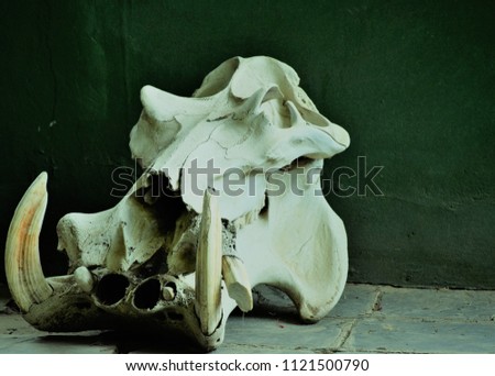 Hippopotamus Skull - This is Africa