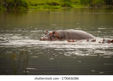 
Hippopotamus Sleeping In Muddy Water