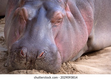 Hippopotamus Sleeping On The Sand