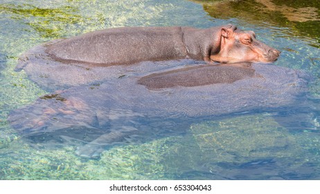 Hippopotamus, Sleeping In The Water 