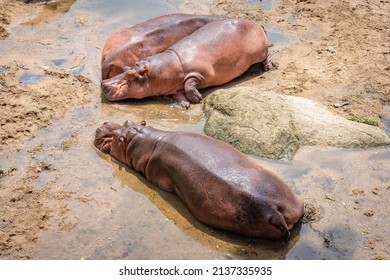 Hippopotamus Sleeping In The Wilderness.