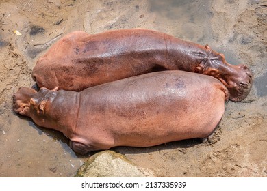 Hippopotamus Sleeping In The Wilderness.