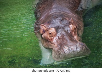 Hippopotamus Soaking Water Zoo Stock Photo 727297657 | Shutterstock