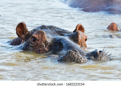 Hippopotamus In St Lucia Lake In South Africa