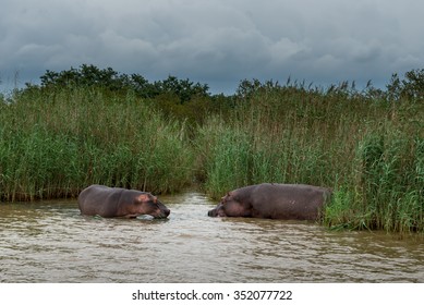 Hippopotamus, St. Lucia. South Africa. 