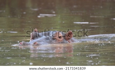 Hippopotamus submerged in water, Kruger National Park, South Africa
