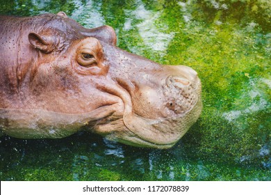 239 Hippopotamus sunbathing Images, Stock Photos & Vectors | Shutterstock