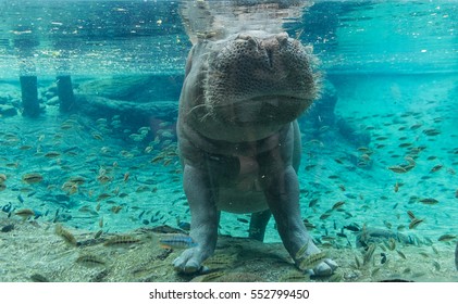 Hippopotamus in Tampa Florida.