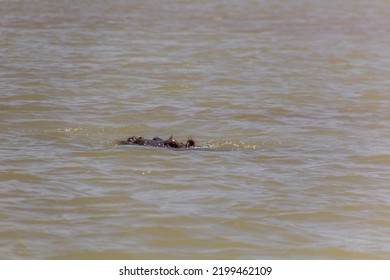 Hippopotamus In Tana Lake, Ethiopia