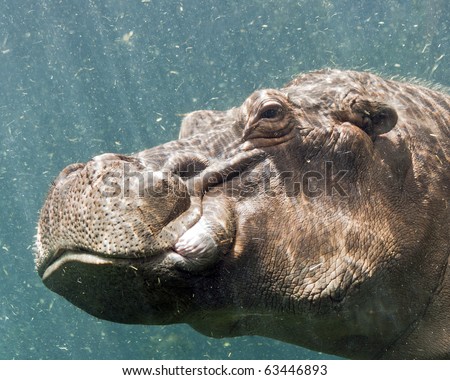 hippopotamus underwater