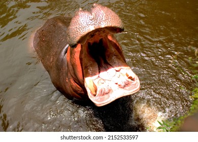 33,911 Hippopotamus in the water Images, Stock Photos & Vectors ...