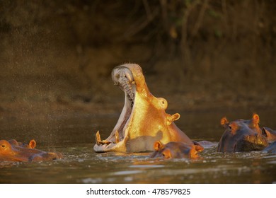 Hippopotamus Yawning, Mana Pools, Zimbabwe