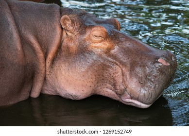 Hippos are aggressive and are considered very dangerous.