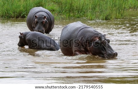 hippos cooling down in water