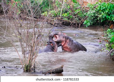 Hippos fighting, Ishasha river, Queen Elizabeth NP, Uganda