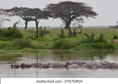 Hippos In Hippo Pool Waterhole  Group Of Hippos Sleeping In Water