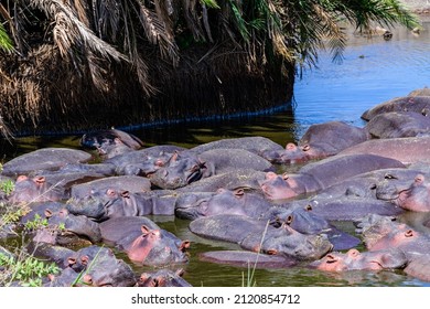 Hippos (hippopotamus amphibius) in pond at Serengeti national park, Tanzania. Wildlife photo