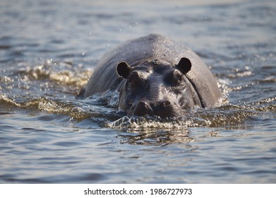 Hippos in the Kwando river