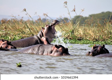 Hippos At Lake Nakuru
