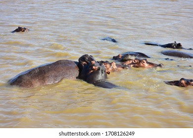 Hippos In Lake St. Lucia In South Africa