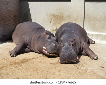 Hippos lie and sleep. Male and female hippos, married couple. The animal has bared its fangs and drool during sleep. Hippos bask in the sun. The drenched wall