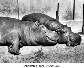 Hippos lie and sleep. Male and female hippos, married couple. The animal has bared its fangs and drool during sleep. Hippos bask in the sun. The drenched wall. 