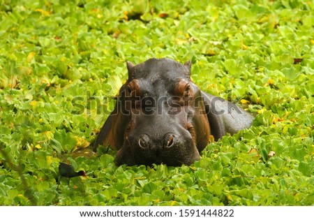 Hippos live in the rivers and lakes of Colombia