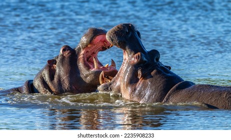 Hippos male bulls mammals fighting challenge late afternoon at waterhole in wildlife wetland park reserve. Closeup photograph of fearsome teeth .