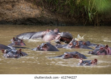 Hippos In The Mara River Kenya